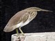 Indian Pond-Heron (Ardeola grayii) 