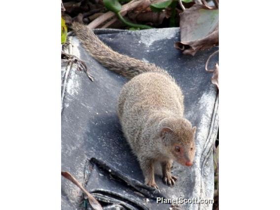 Small Indian Mongoose (Irva auropunctatus)