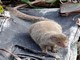 Indian mongoose (Herpestes javanicus) 