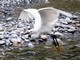 Little Egret (Egretta garzetta) 