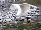 Little Egret (Egretta garzetta)