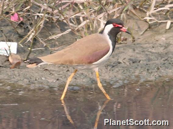 Red-wattled Lapwing (Vanellus indicus)