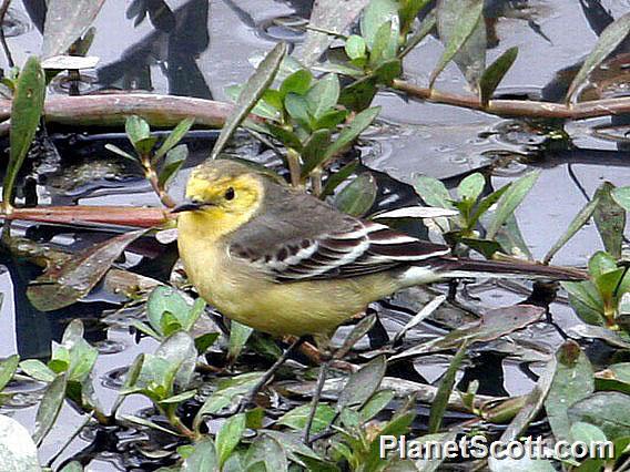 Citrine Wagtail (Motacilla citreola)