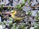 Citrine Wagtail (Motacilla citreola) Male