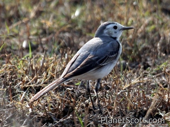 White Wagtail (Motacilla alba) 