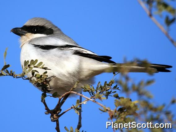 Great Gray Shrike (Lanius excubitor)