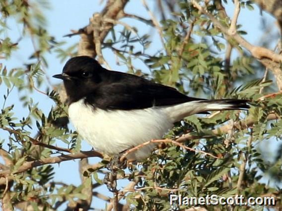 Variable Wheatear (Oenanthe picata)