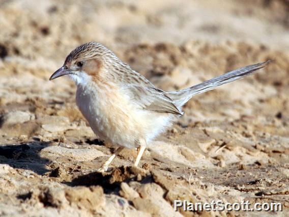 Common Babbler (Argya caudata)