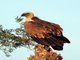 Eurasian Griffon (Gyps fulvus)