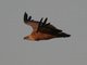 Eurasian Griffon (Gyps fulvus)