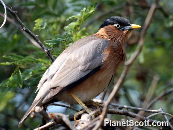 Brahminy Starling (Sturnia pagodarum)