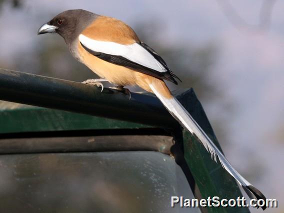 Rufous Treepie (Dendrocitta vagabunda)