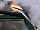 Rufous Treepie (Dendrocitta vagabunda) 