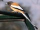 Rufous Treepie (Dendrocitta vagabunda)