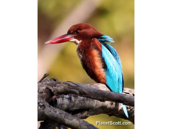 White-throated Kingfisher (Halcyon smyrnensis)