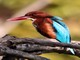 White-throated Kingfisher (Halcyon smyrnensis) 