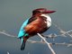 White-throated Kingfisher (Halcyon smyrnensis)