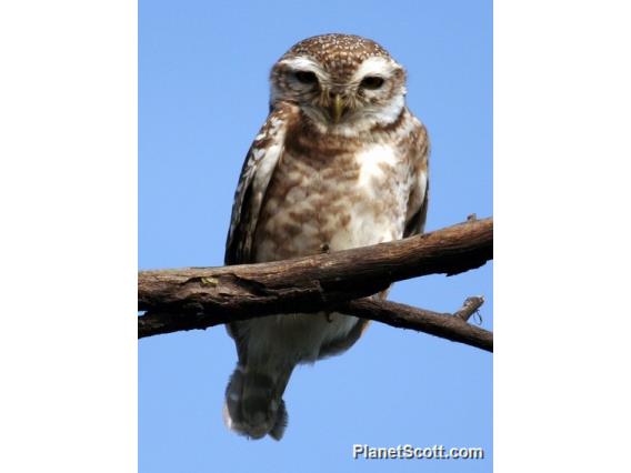 Spotted Owlet (Athene brama)