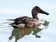 Northern Shoveler (Spatula clypeata)