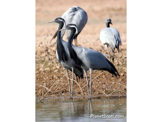 Demoiselle Crane (Anthropoides virgo)