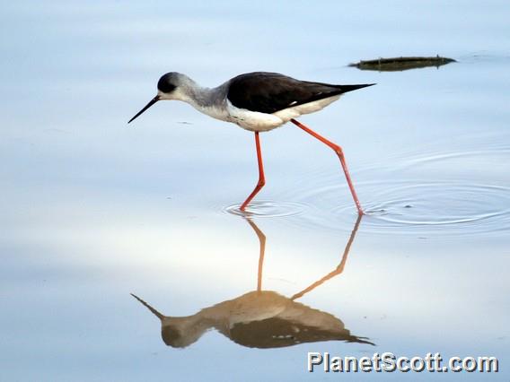 Black-winged Stilt (Himantopus himantopus)