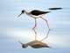 Black-winged Stilt (Himantopus himantopus)