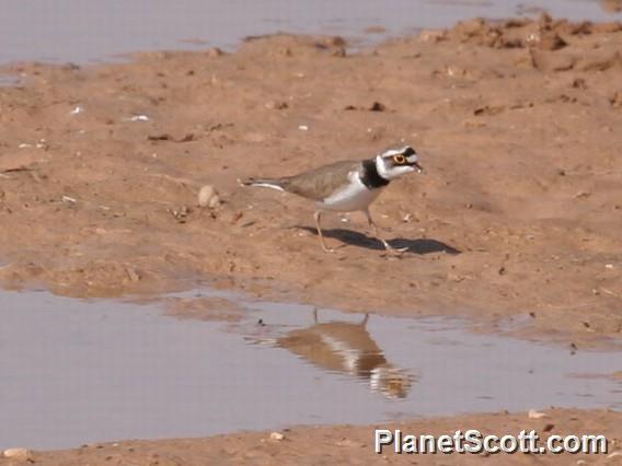 Little Ringed Plover (Thinornis dubius)