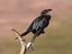 Little Cormorant (Microcarbo niger)