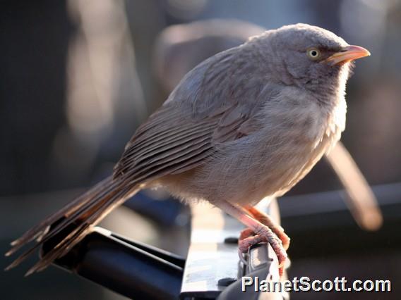 Jungle Babbler (Argya striata)