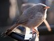 Jungle Babbler (Turdoides striatus) 