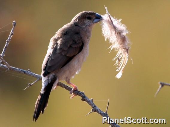 Indian Silverbill (Euodice malabarica)