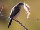 White-throated Munia (Lonchura malabarica) 