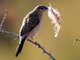 White-throated Munia (Lonchura malabarica)