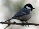 Cinereous Tit (Parus cinereus) 