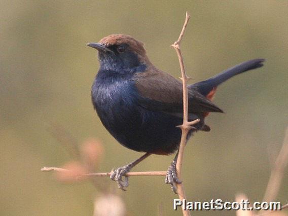 Indian Robin (Copsychus fulicatus)