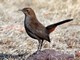 Indian Robin (Copsychus fulicatus) Female