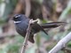 White-throated Fantail (Rhipidura albicollis) 