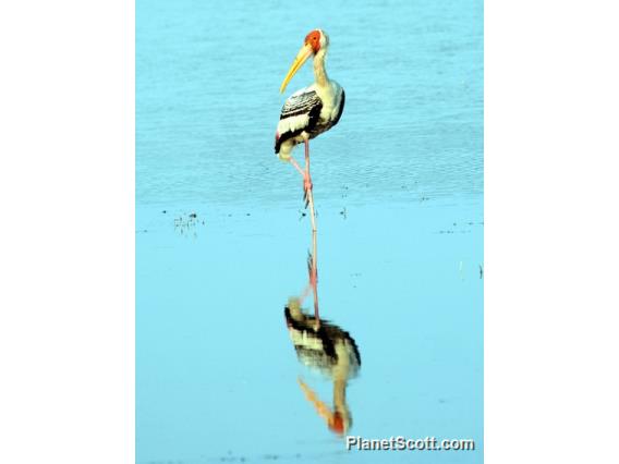 Painted Stork (Mycteria leucocephala)