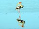 Painted Stork (Mycteria leucocephala)