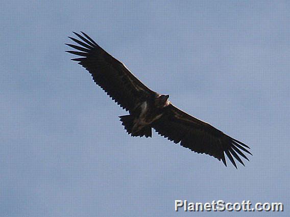 Red-headed Vulture (Sarcogyps calvus)