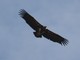 Red-headed Vulture (Sarcogyps calvus) 