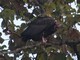 Red-headed Vulture (Sarcogyps calvus) 