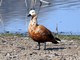 Ruddy Shelduck (Tadorna ferruginea) Juvenile