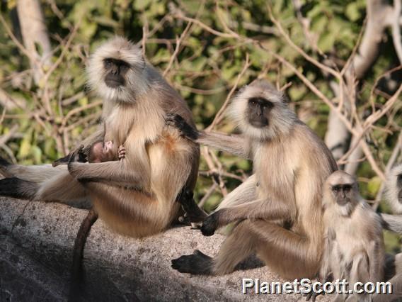 Hanuman langur (Semnopithecus entellus)