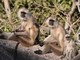 Hanuman langur (Semnopithecus entellus) 