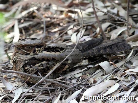 Large-tailed Nightjar (Caprimulgus macrurus)