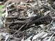 Large-tailed Nightjar (Caprimulgus macrurus)