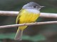 Grey-headed Canary-Flycatcher (Culicicapa ceylonensis) 