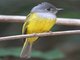 Grey-headed Canary-Flycatcher (Culicicapa ceylonensis)