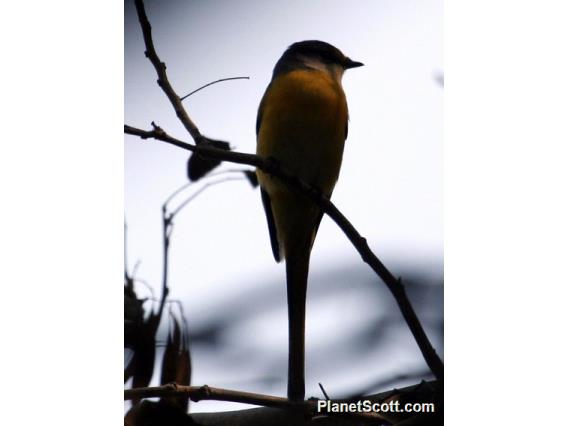 Long-tailed Minivet (Pericrocotus ethologus)